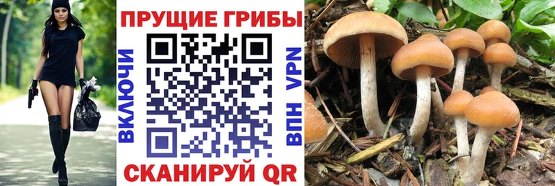 кракен ССЫЛКА  купить наркоту  Уржум  Галлюциногенные грибы GOLDEN TEACHER 
